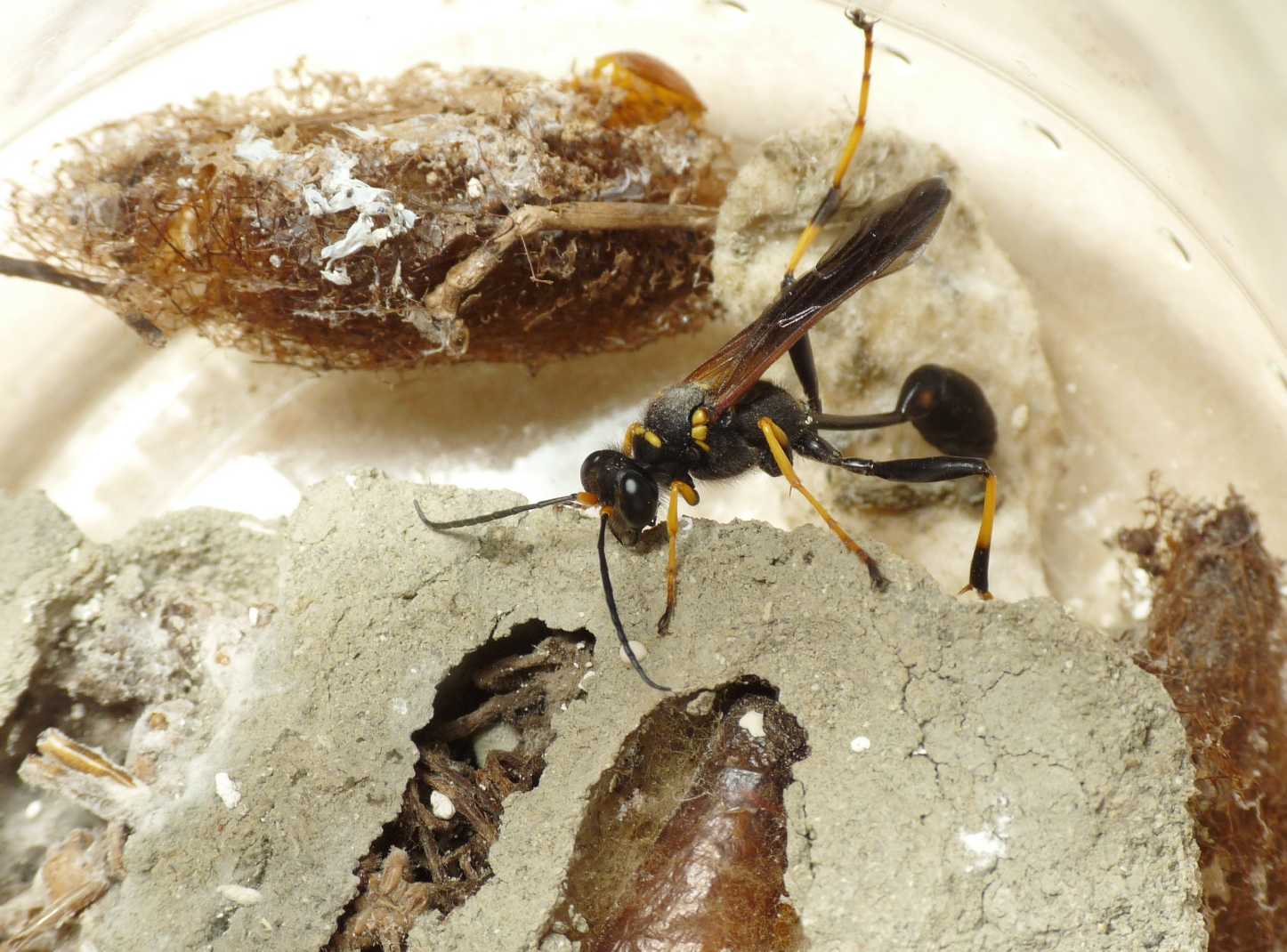 Sceliphron caementarium, spirifex e curvatum